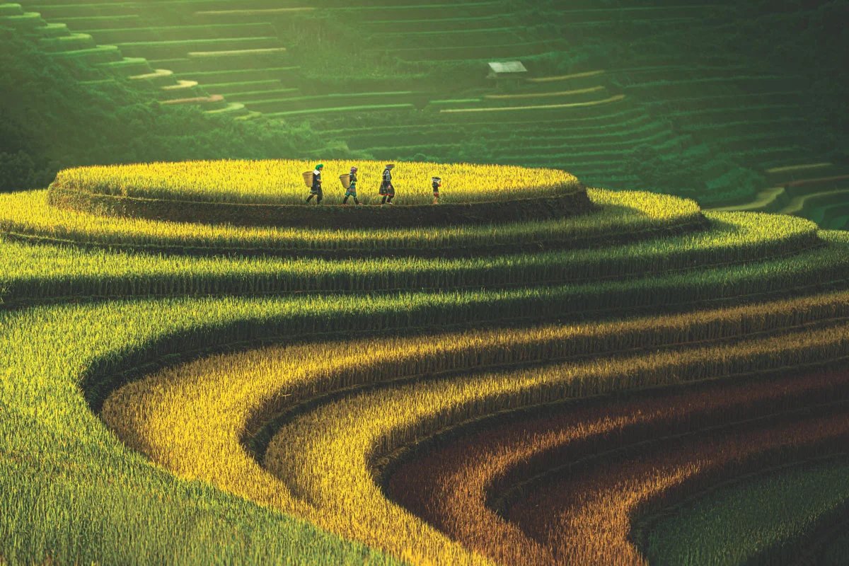 The Golden Staircase: A Master Guide to the Mu Cang Chai Rice Terrace Electric Bike Tour
